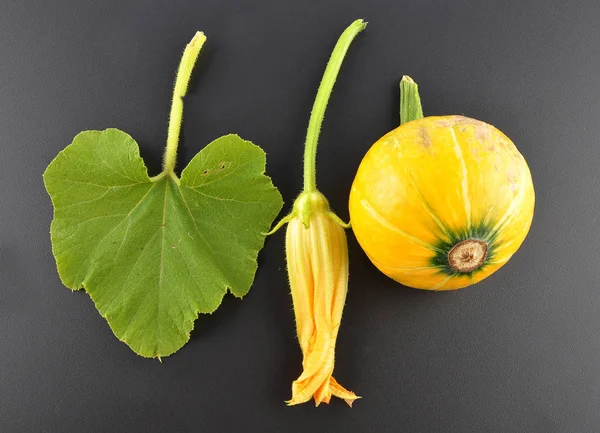 Cucurbit, flower and leaf on black — Stock Photo, Image