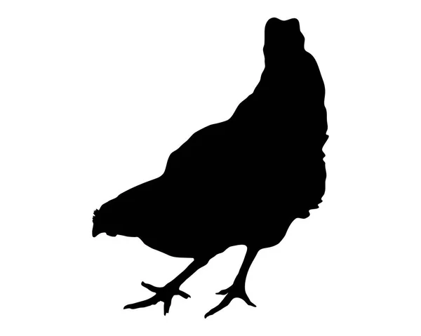 Silueta de una gallina sobre fondo blanco — Vector de stock