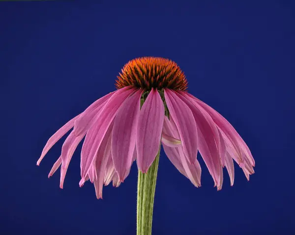 Purple coneflower on blue background — Stock Photo, Image