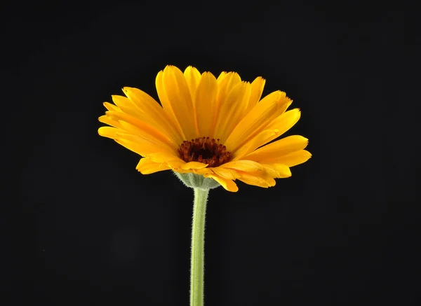 Common marigold on black background — Stock Photo, Image