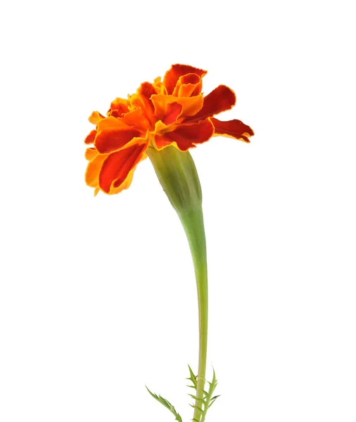 Tagetes isolerad på bakgrunden — Stockfoto