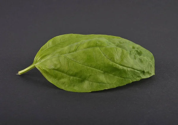 Basil leaf on black — Stock Photo, Image