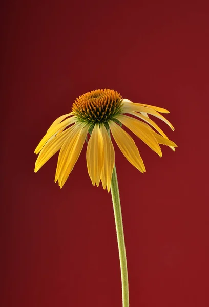 Yellow coneflower on red background — Stock Photo, Image