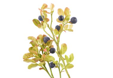 Beyaz izole Avrupa yaban mersini