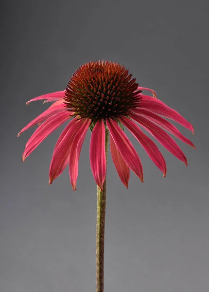Flor roja sobre fondo gris — Foto de Stock