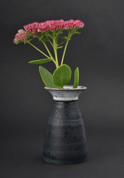 Orpine in vase on dark background — Stock Photo, Image