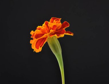 Tagetes siyah arka plan üzerine