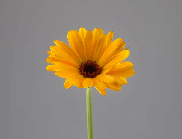 Common marigold on gray background — Stock Photo, Image