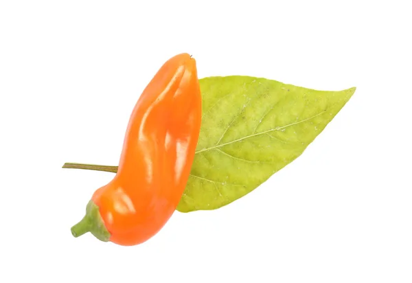 Orange ball pepper on leave isolated — Stock Photo, Image