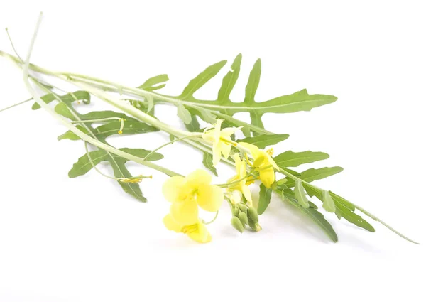 Roquette mit Blume auf weißem Hintergrund — Stockfoto