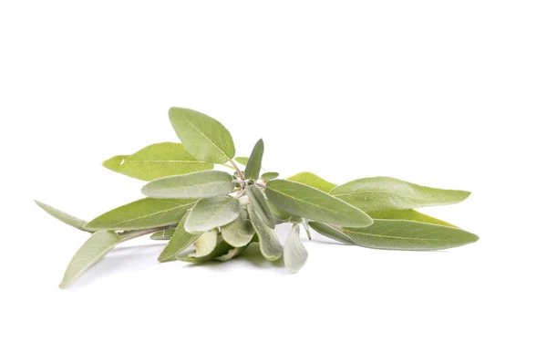 Salvia común sobre blanco —  Fotos de Stock