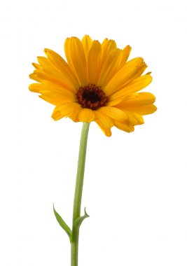 Beyaz arka plan üzerinde izole ortak kadife çiçeği