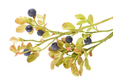 Beyaz izole Avrupa yaban mersini