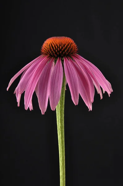 Coneflower roxo no fundo preto — Fotografia de Stock