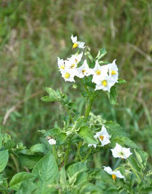 Patates bitkiler bitkisel bahçe çiçekleri ile
