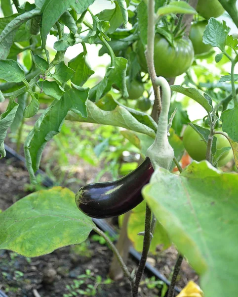 Aubergine växt i trädgården — Stockfoto