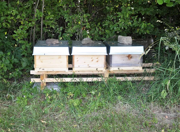 Trois ruches à la lisière de la forêt — Photo