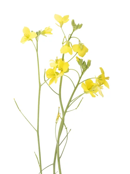 Roquette flor isolada no fundo — Fotografia de Stock