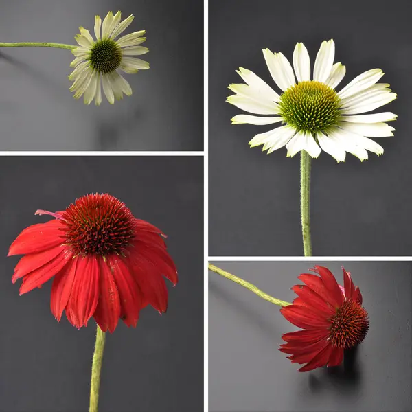 コラージュとしてエキナセアの花 — ストック写真