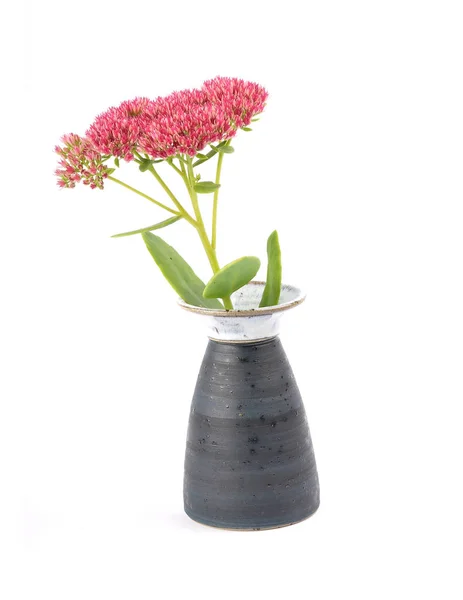 Orpine in vase on white background — Stock Photo, Image
