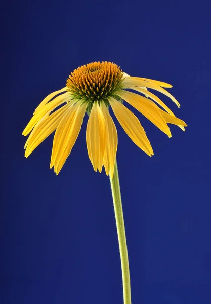 蓝色背景上的黄色金光菊 — 图库照片