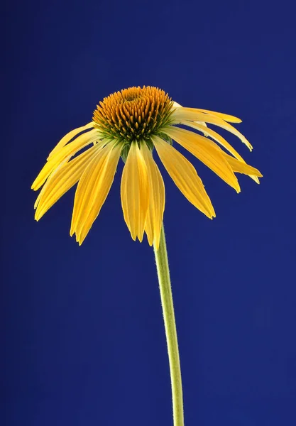 Coneflujo amarillo sobre fondo azul —  Fotos de Stock