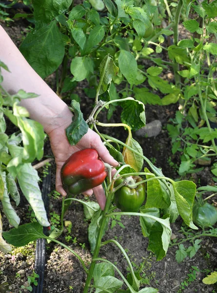 Röd paprika skörd i trädgården — Stockfoto