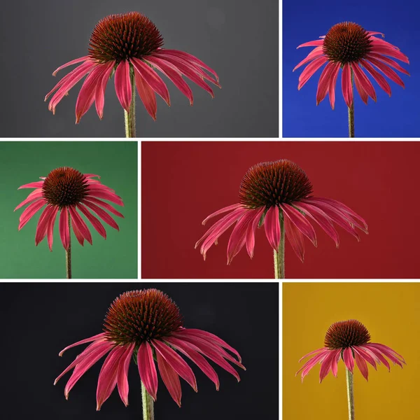 Collage merah coneflower di latar belakang gelap — Stok Foto