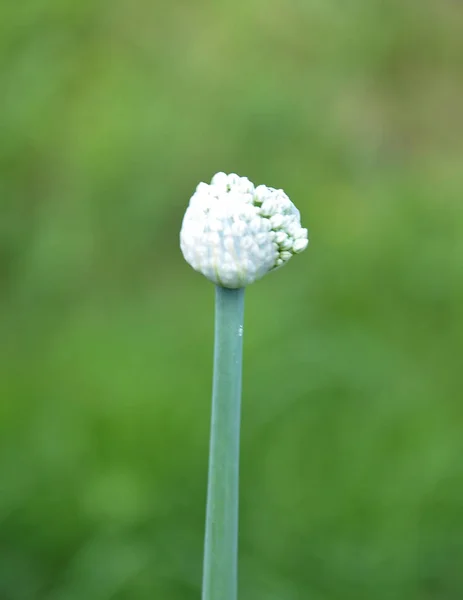 Closed umbel of onion flower on green — Stock Photo, Image