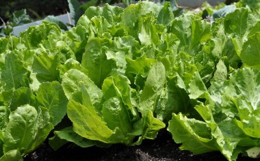 Sebze bahçesinde endive