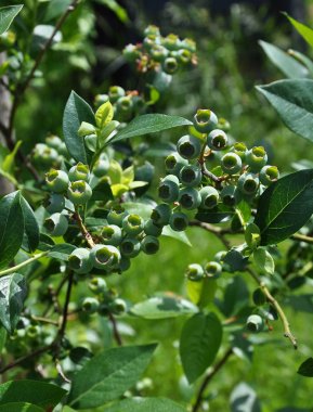 Highbush blueberry Bahçe olgunlaşmamış meyveleri ile