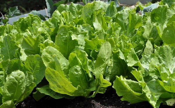 Endive in vegetable garden — Stock Photo, Image