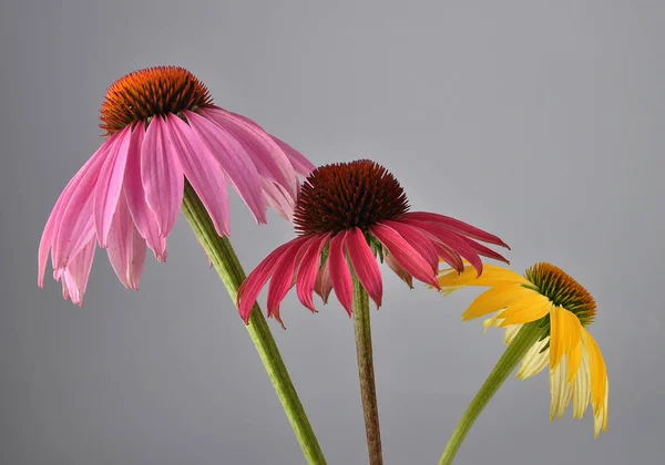 灰色背景上的 Coneflowers — 图库照片