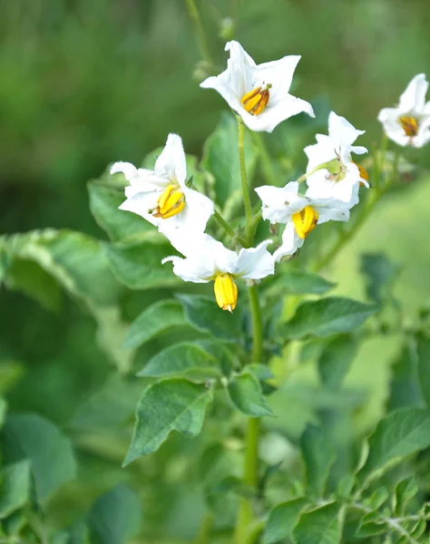 Plantas de patata con flores en jardín vegetal — Foto de Stock