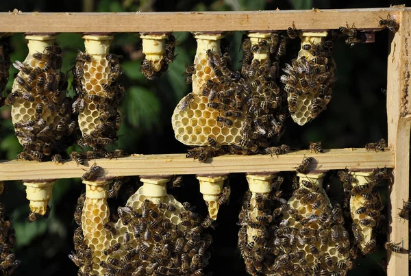 Rearing frame with queen cells — Stock Photo, Image