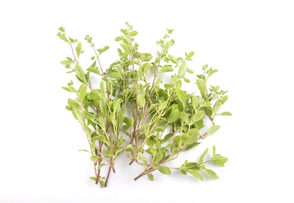 Marjoram on white background — Stock Photo, Image