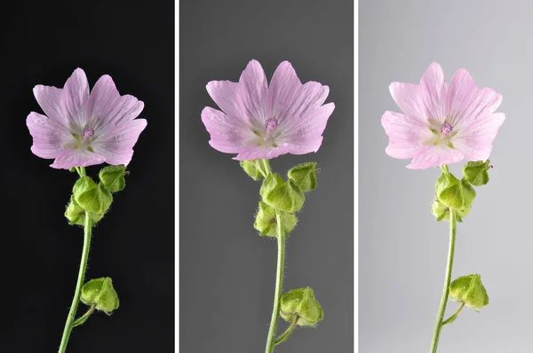 Collage Musk mallow on dark background — Stock Photo, Image