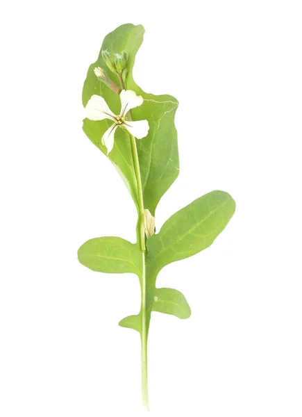 Roquette mit Blume auf weißem Hintergrund — Stockfoto