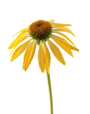 Yalıtılmış zemin üzerine sarı coneflower