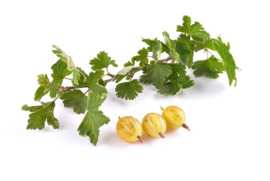Gooseberry with twig on white clipart