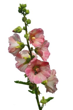 Beyaz arka plan üzerinde ortak Gül Fatma