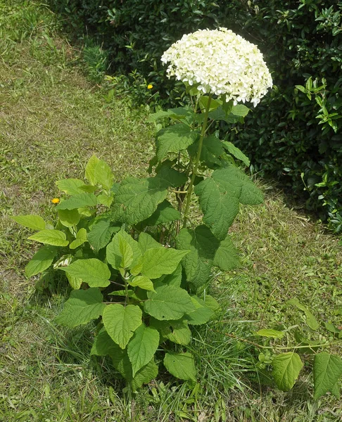 Hortênsia branca no fundo verde — Fotografia de Stock