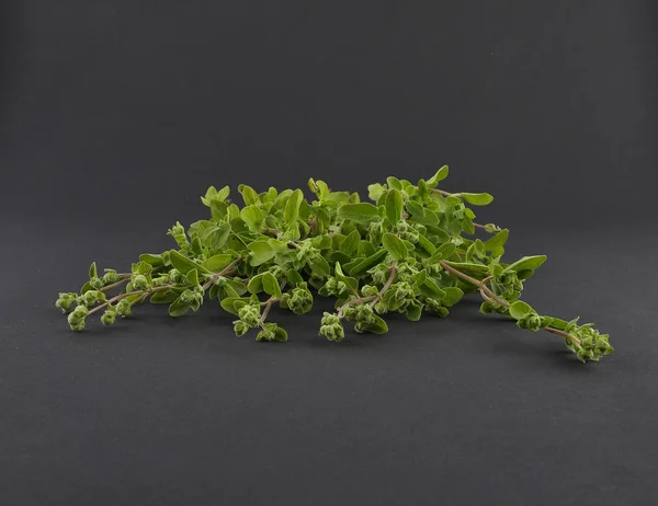 Marjoram on black background — Stock Photo, Image