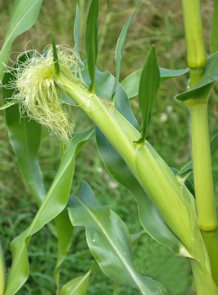 Flor femenina de maíz en el campo — Foto de Stock