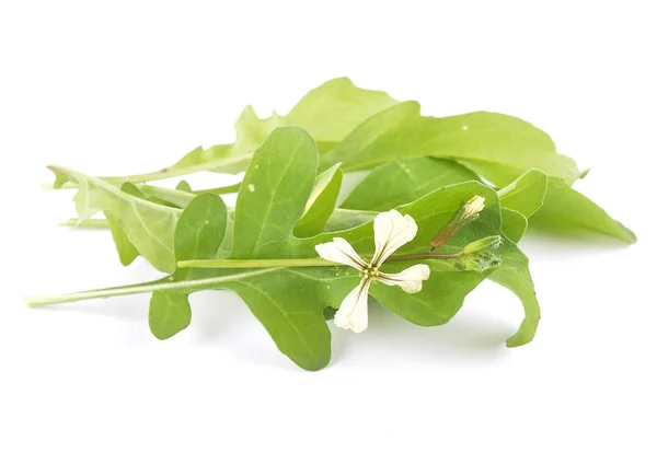 Roquette with flower on white background — Stock Photo, Image