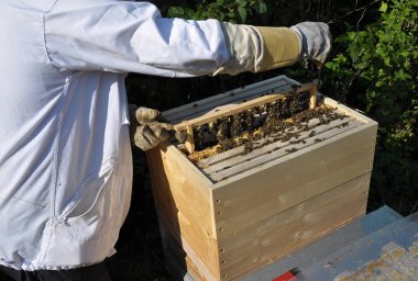 Arı ve arıcı ile petek