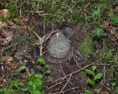 Orman katta eşekarısı yuvası