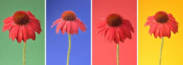 Echinacea kwiaty jako kolaż — Zdjęcie stockowe