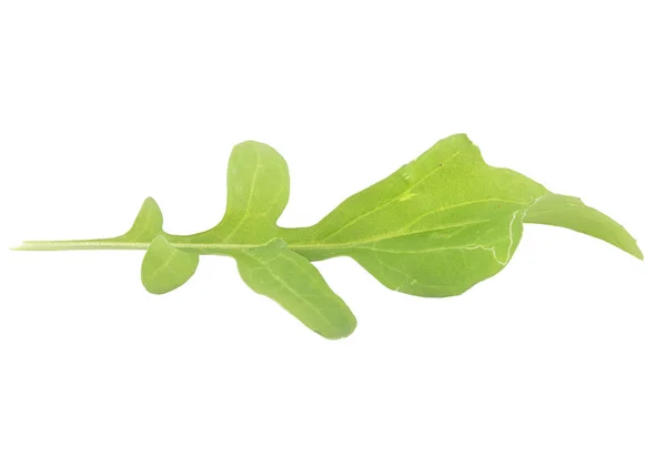 Roquette isolated on background — Stock Photo, Image