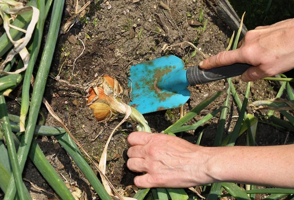 Onion harvest in garden — Stock Photo, Image